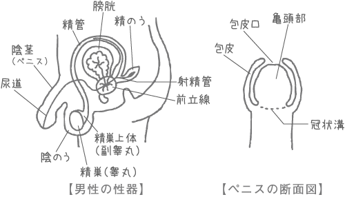 【男性の性器】の図、【ペニスの断面図】の図