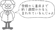 受精から着床まで約１週間かかると言われているんじゃよ