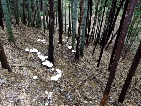 竹林試験地における発生状況