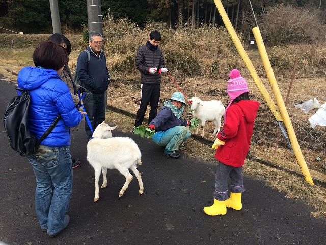 リードを付けたヤギさん