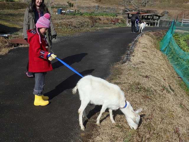 ヤギに慣れてきた子ども