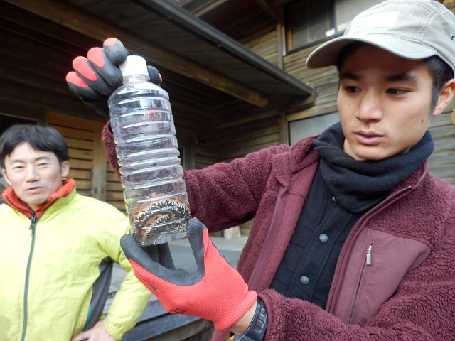 危険生物　マムシ