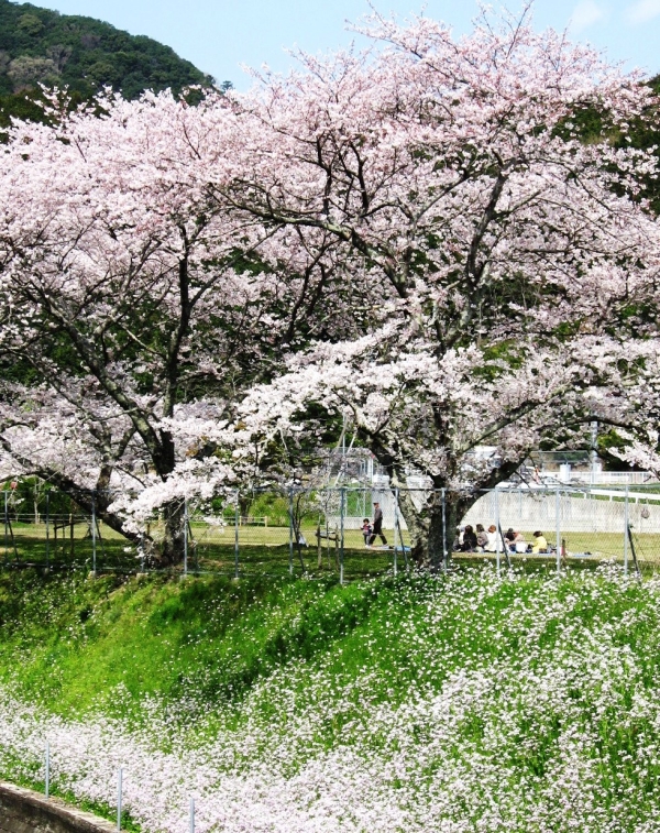 始神さくら広場1