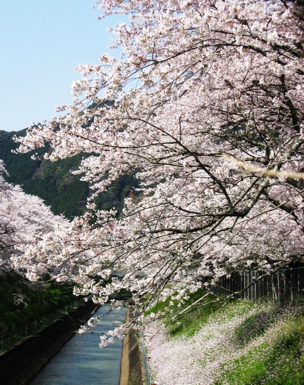 水路沿いの桜