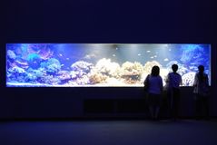 鳥羽水族館サンゴ水槽写真