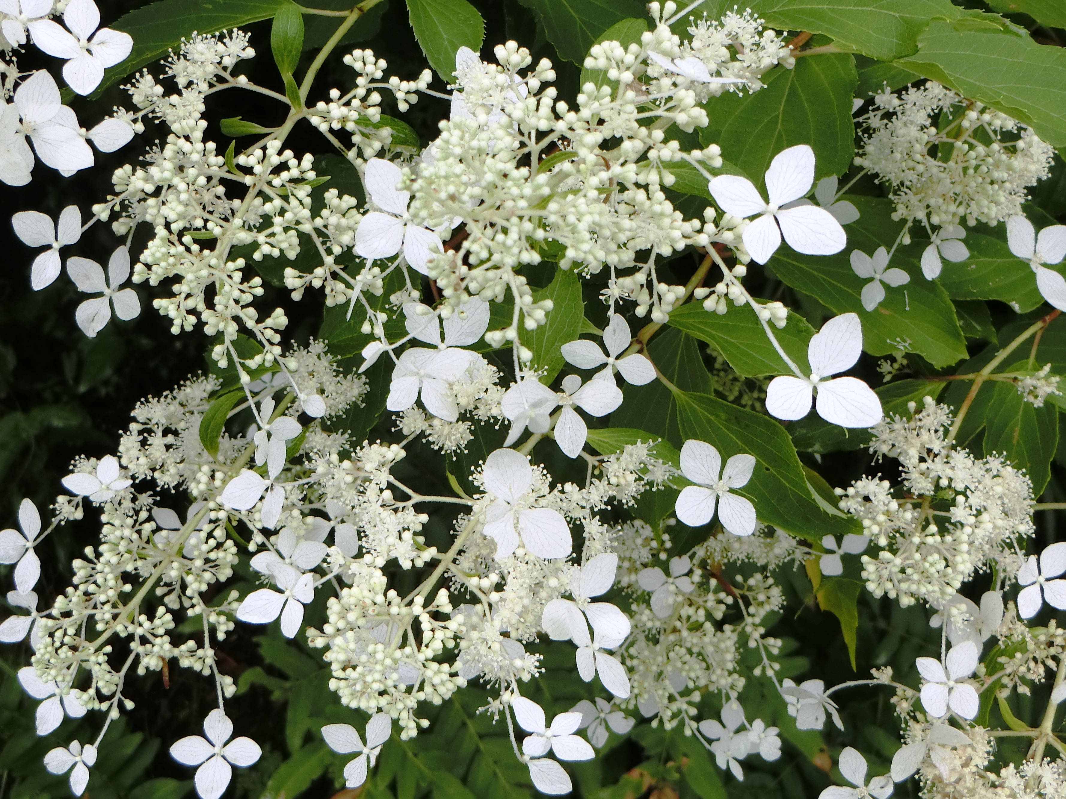 ノリウツギの花