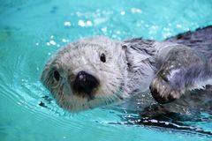 鳥羽水族館ラッコ