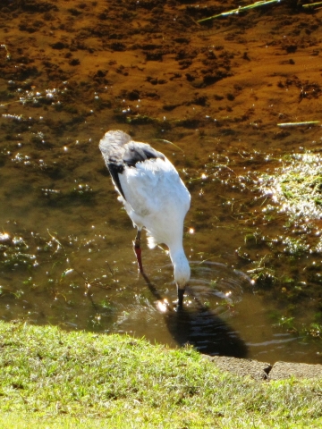 コウノトリ4