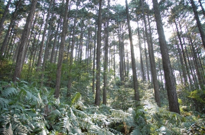 尾鷲ヒノキの森林