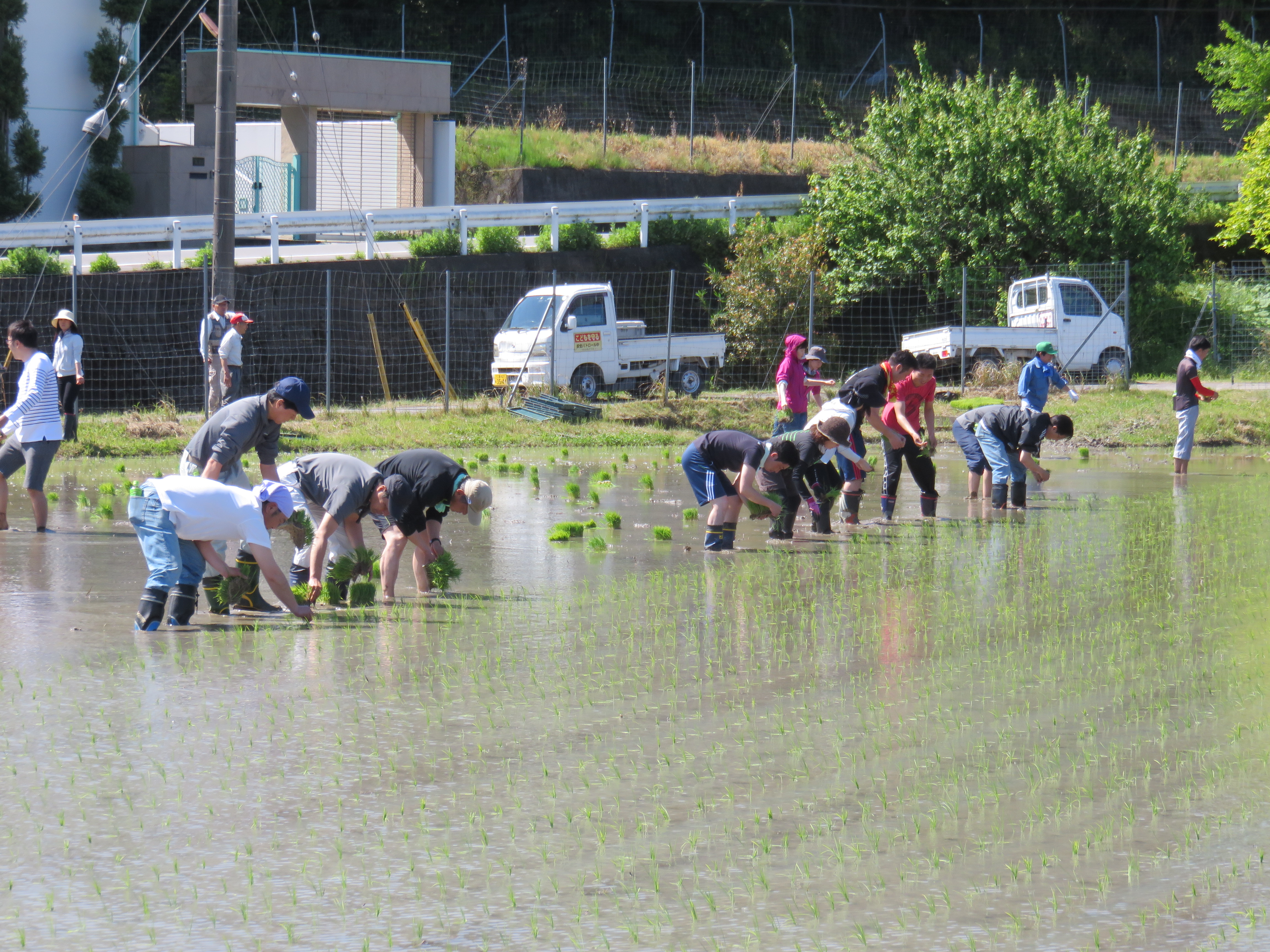 田植え1