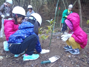 アカガシの苗木を植える子供たち