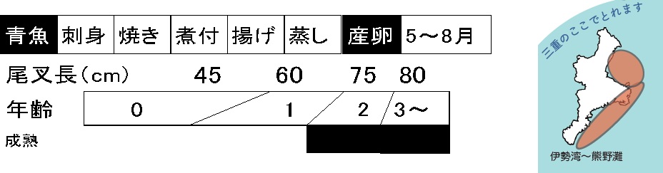 サワラの成長、調理法などのせつめい　