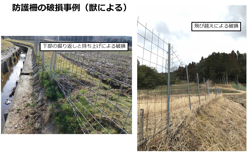 防護柵の獣による破損例