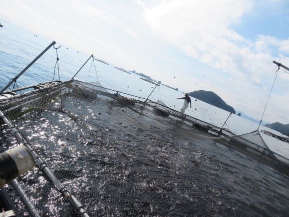 養殖漁業海上研修