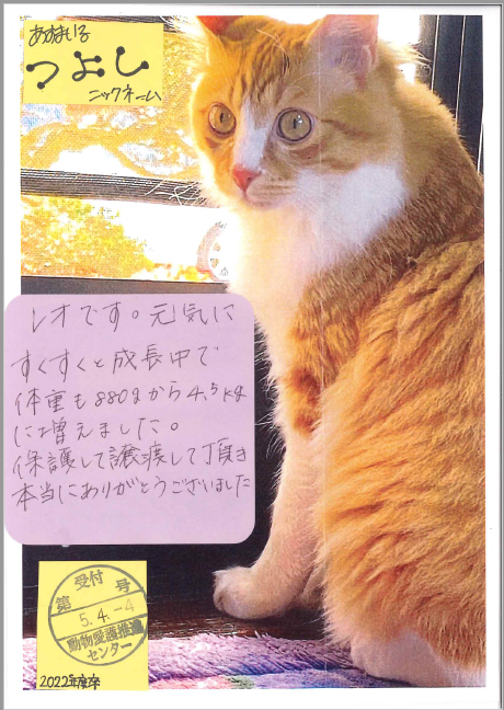 猫の画像