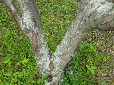 ヤマハゼの樹皮