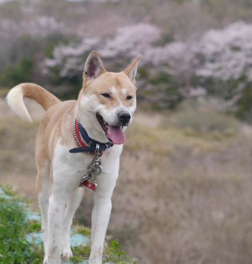 犬の画像