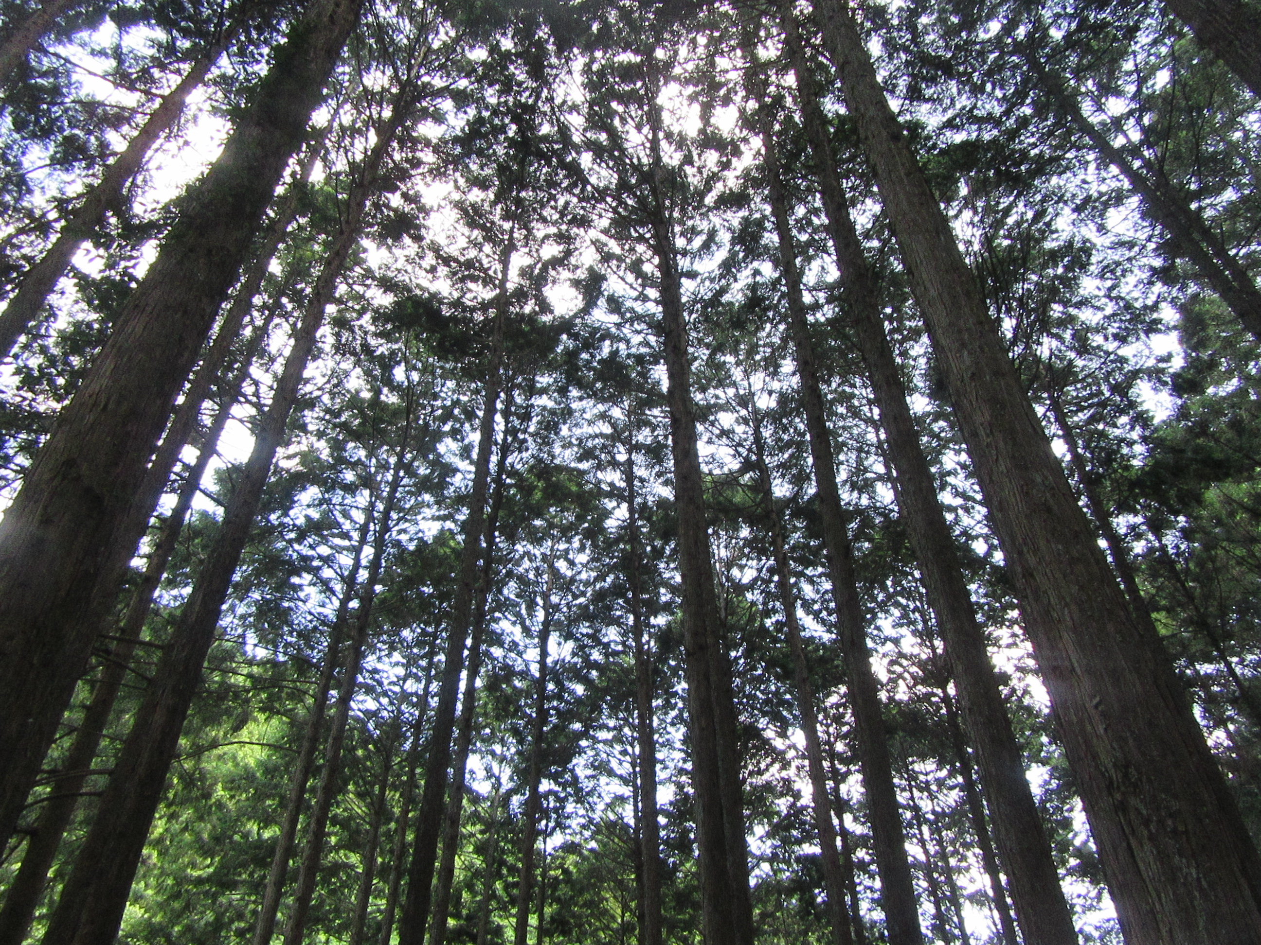 1グループに複数の画像を表示2