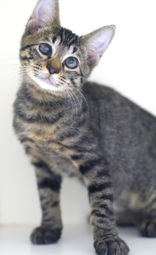 左寄せパターン