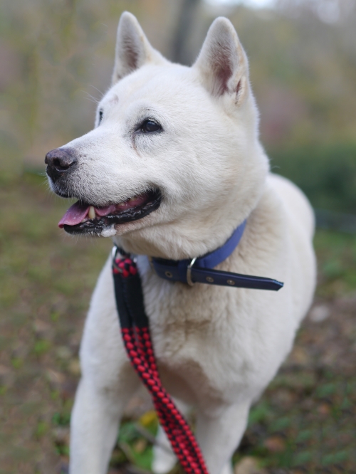 左寄せパターン