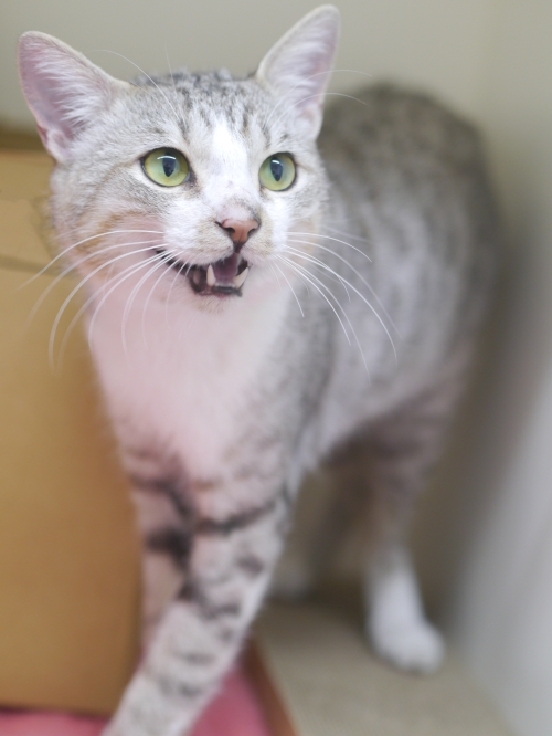 左寄せパターン