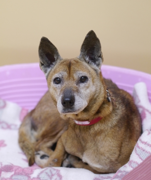 左寄せパターン