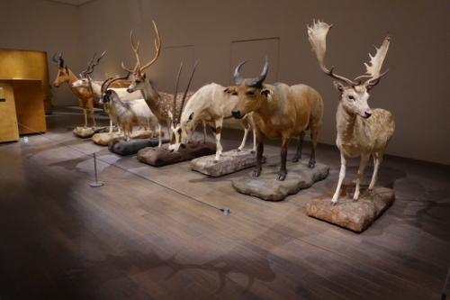 世界屈指の動物標本（ヨシモトコレクション）写真提供：国立科学博物館