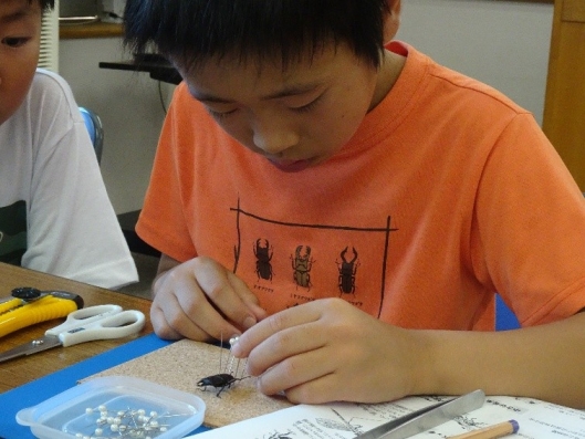 標本を作る様子